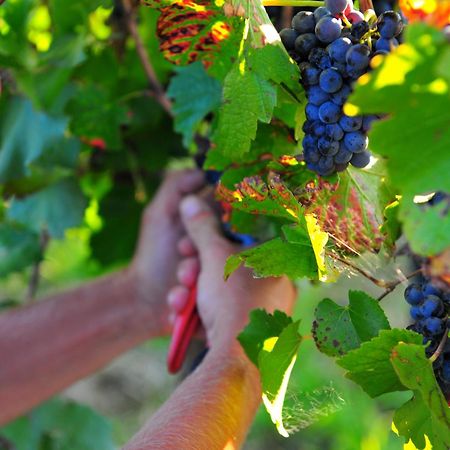 אורנג' Mayfield Vineyard מראה חיצוני תמונה