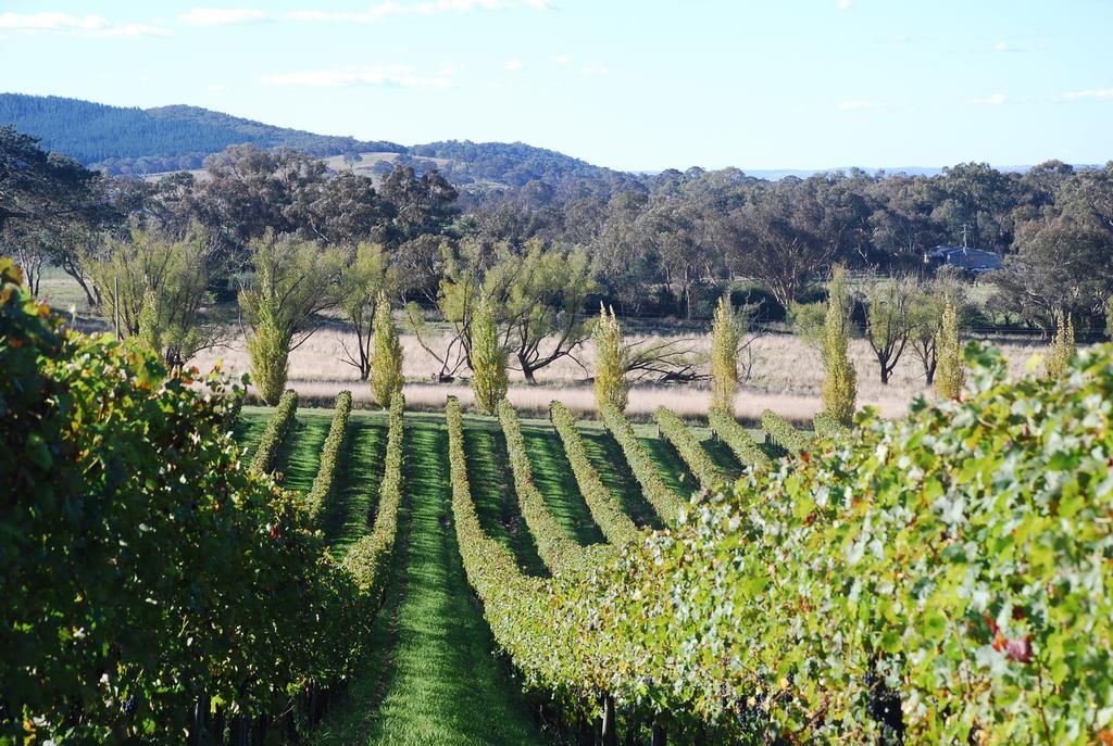 אורנג' Mayfield Vineyard מראה חיצוני תמונה