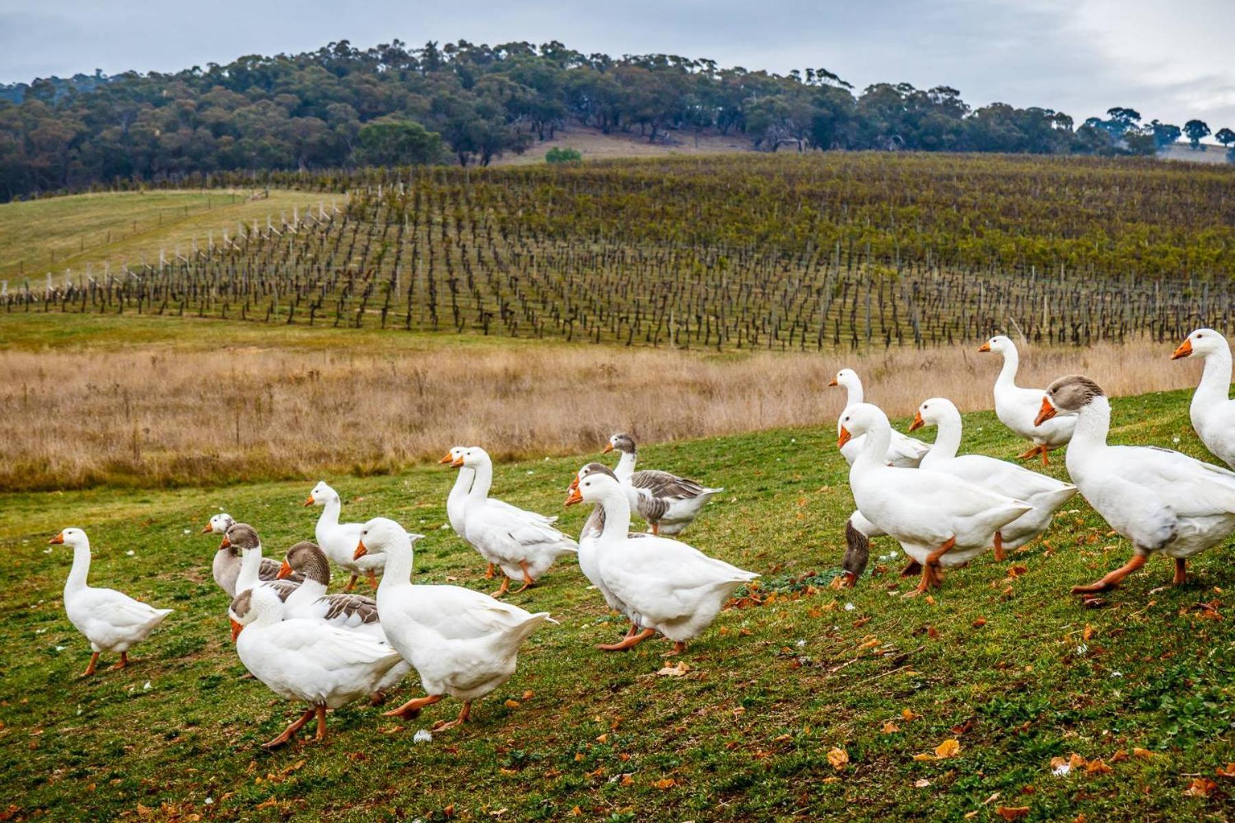 אורנג' Mayfield Vineyard מראה חיצוני תמונה