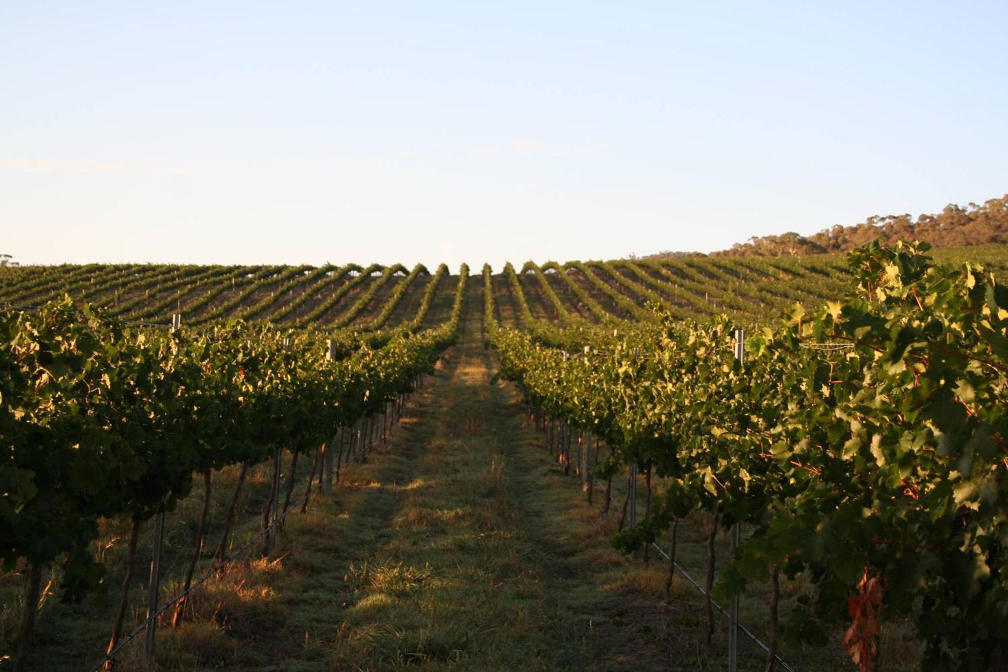 אורנג' Mayfield Vineyard מראה חיצוני תמונה