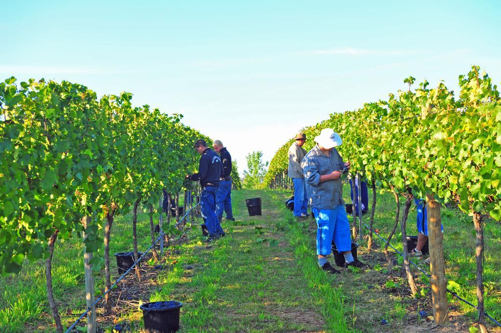 אורנג' Mayfield Vineyard מראה חיצוני תמונה