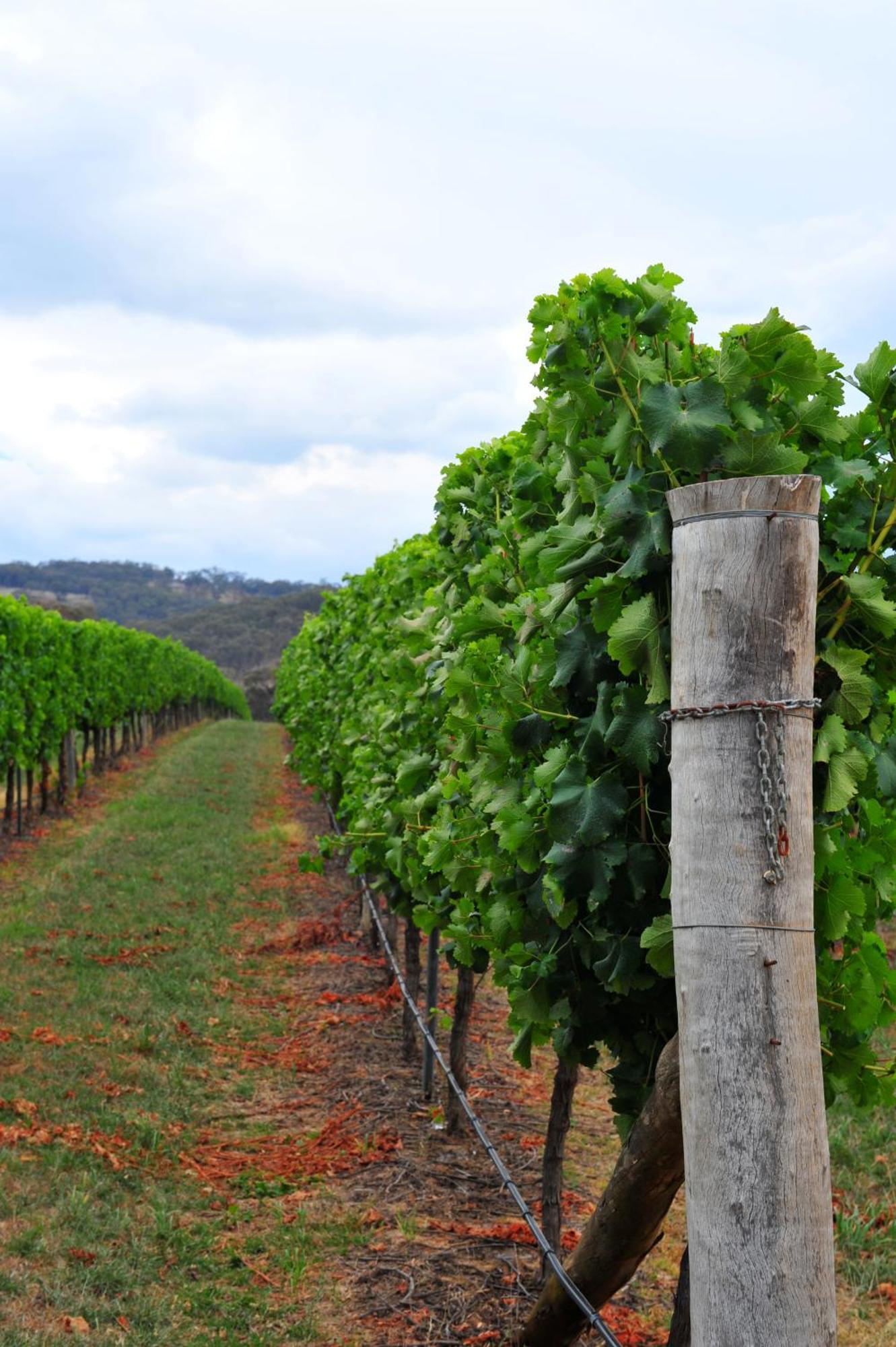 אורנג' Mayfield Vineyard מראה חיצוני תמונה